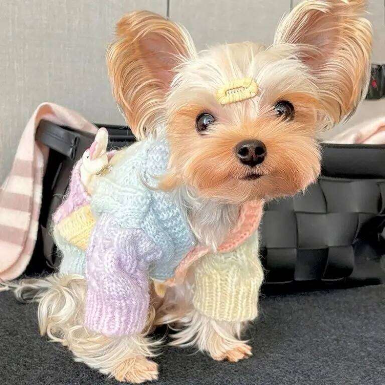 2025 New Arrival Cute Colorful Patterned Sweater for Small Pet Dogs Warm Wear Fashionable Dog Clothes 26H0107