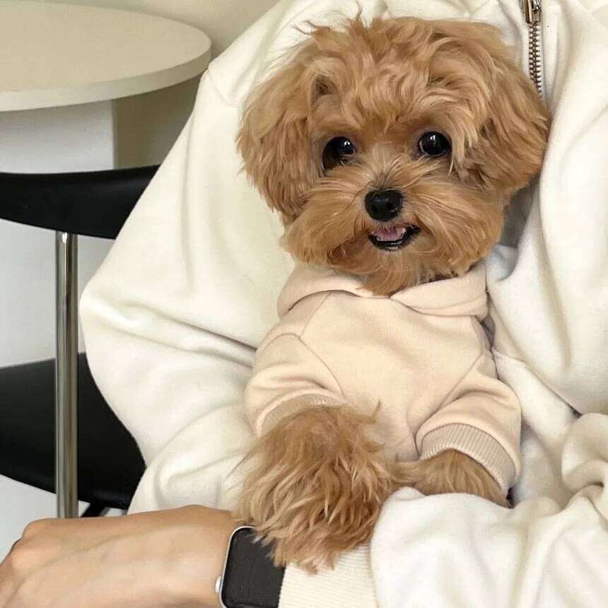 2025 Small and Medium-sized Warm Clothing Teddy Winter Sweatshirt Bichon Fleece Hoodie Sports Dog Clothes XJ251225