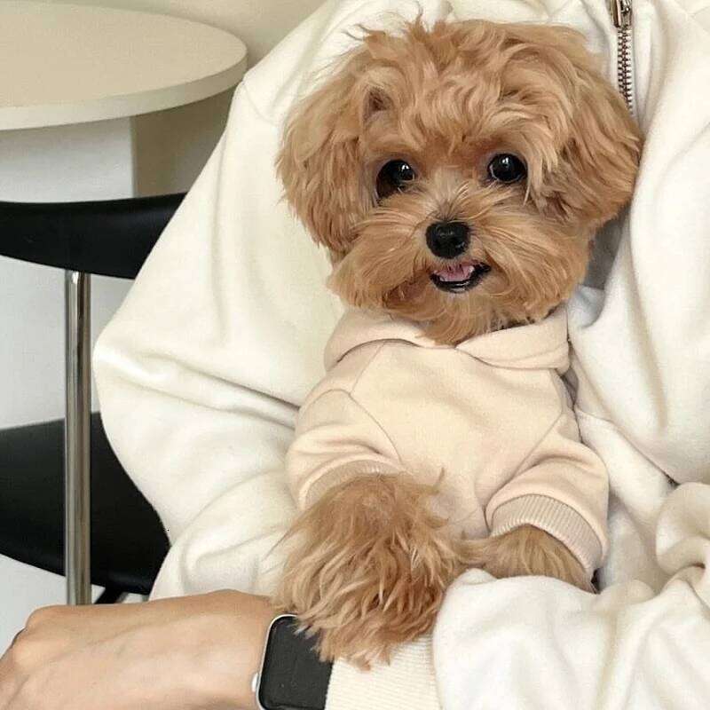 Autumn Warm Soft Plush Dog Clothes Letter Print Puppy Sweatshirts Fashion Cat Pullovers Pet Hoodies Poodle Outfits XJ251225