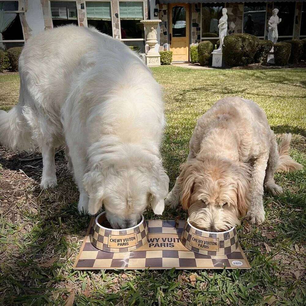 Bowls With Placemat Puppy Cat Feeder Non-slip Crash Luxury Designer Dog BowlFrench Bulldog Bowl For Small Dogs 26Y0110
