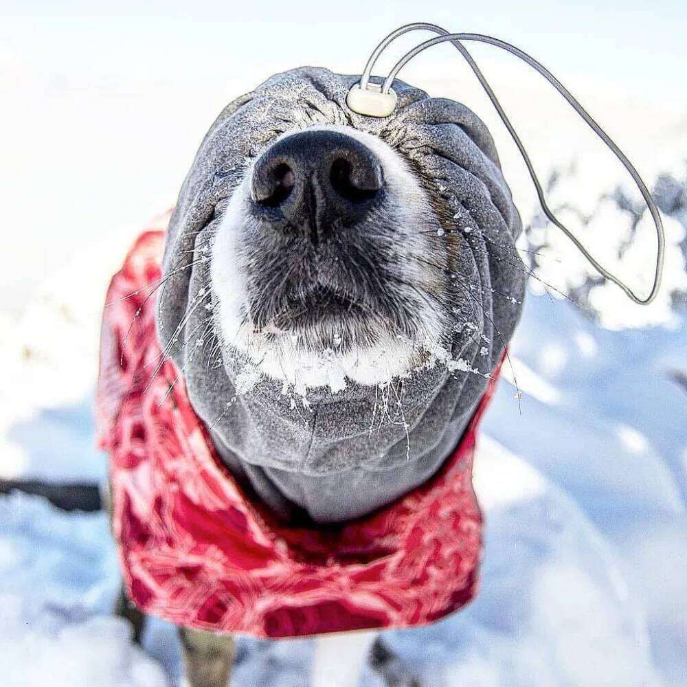 Famous brand Winter Medium and Large Sizes Waterproof Ultralight Wear Resistant Clothing Ski Suit Beautiful Pet Warmth Products pupakaIK