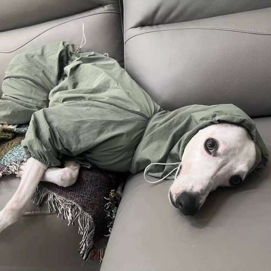 Famous brand Green Windproof Summer Adjustable High Neck Jacket Italian Greyhound Waterproof Raincoat With Zipper on Back for Whippet pupakaIK