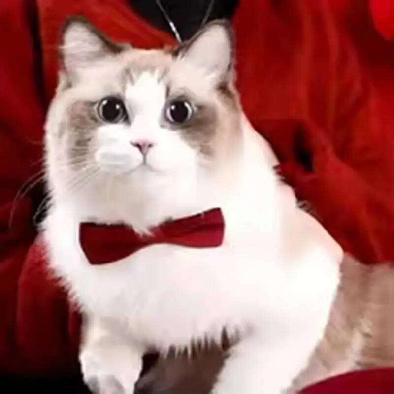 Solid Color Bowknot Puppy Chihuahua Adjustable Cats Accessories Safety Bell Tie Bow Buckle Pets with Collar New