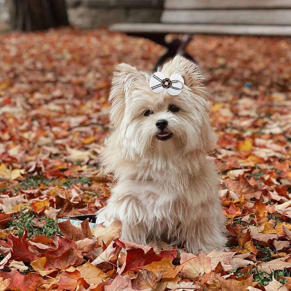 Houndstooth Bowknot Flower Dog Hair Accessory Hair Tie Small Fragrance Headband Rubber Band Hairpin Head Ornament Accessory