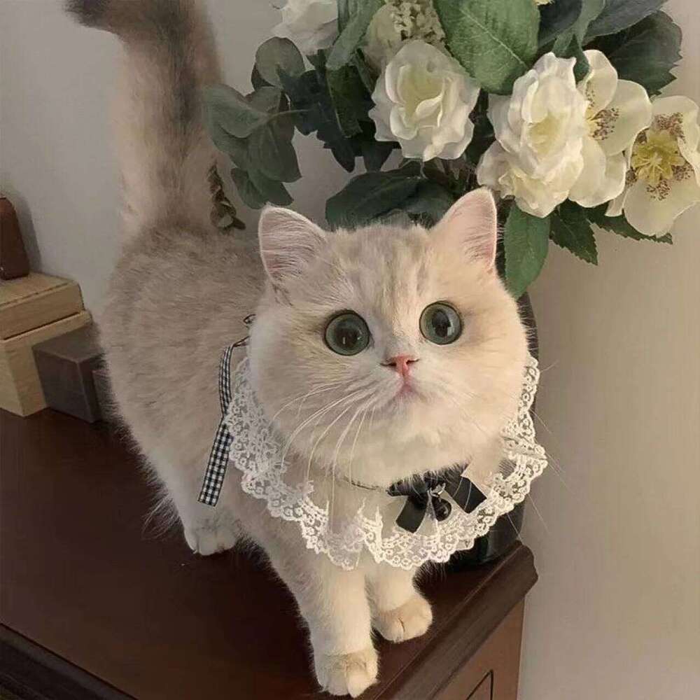 Cat Scarf, Bow Tie, Pet Collar, Bib, Drool Scarf, Knitted Collar, Decorative Accessory