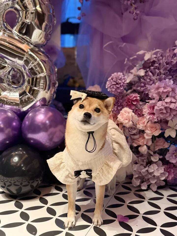 Classic Camellia Design Elegant Pet Dress For Ladylike And Noble Style Puppy Small Dogs' Clothing