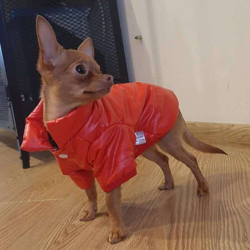 Waterproof Jacket Small Clothes York Coat Little Hoodie for Chihuahua, Pet Products Dog Leash Winter XJ260127
