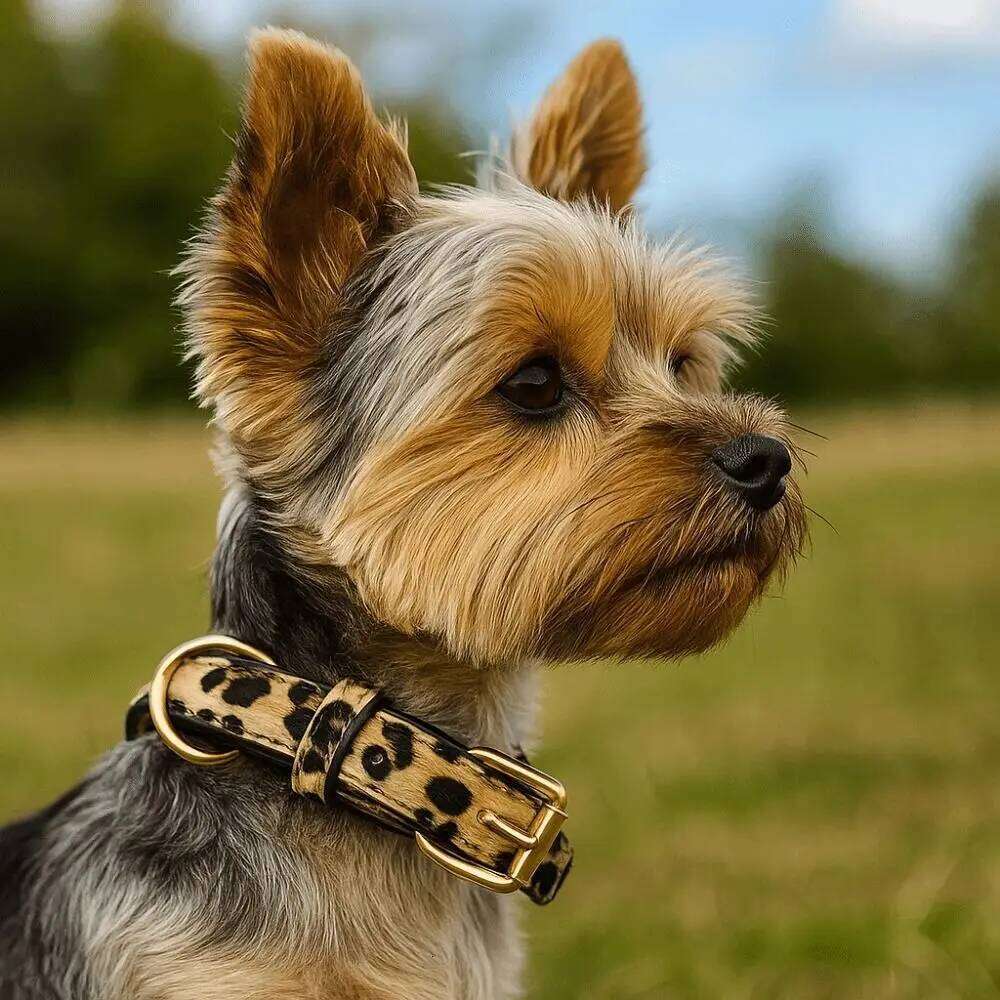 Printed Pet Buckle Bone Collar, Cute Dog Collar, Outdoor Dog Leash, & Dog Necklace, Dog Chain pet supplies Collar, Collar, Leash, Necklace,