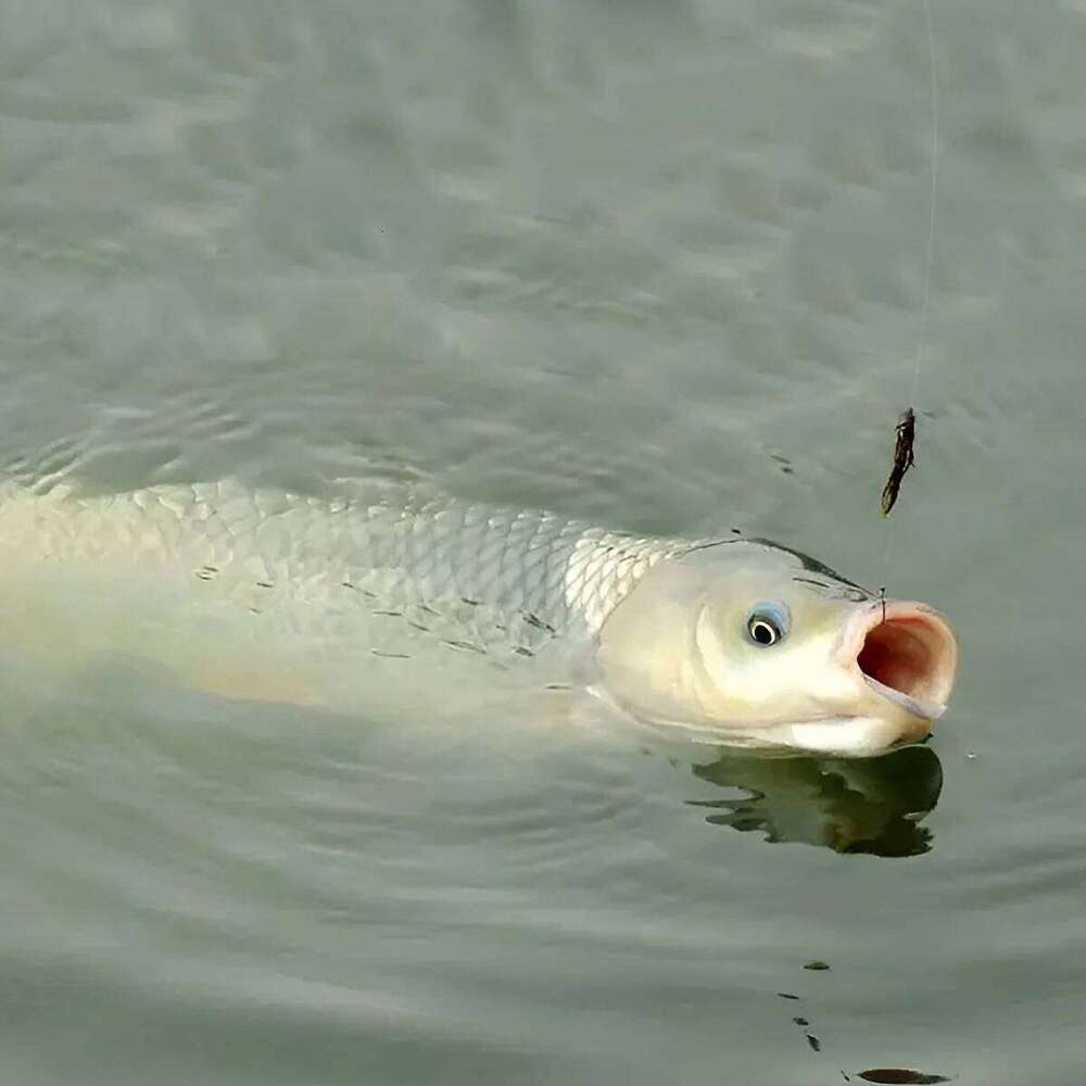 100pcs/Box Hooks Set with Tackle Box Saltwater Fresh Water High Carbon Steel Carp Fishhook Fishing Accessories Z260128