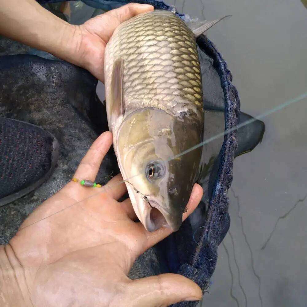 100pcs Coated Fishing High Carbon Steel Fishhooks Matt Black Sharrp Carp Hooks with Barb For Hair Rigs Z260128