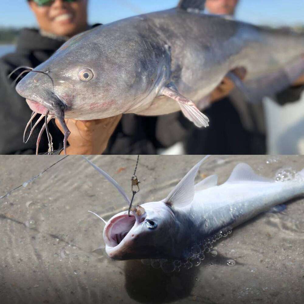 FishTrip Catfish Big River Hooks 25-100pcs Fishing Live Bait Offset Hook Saltwater Freshwater High Carbon Steel Z260128