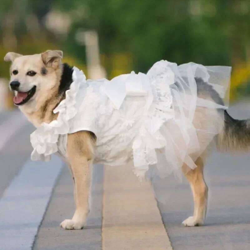 Famous brand Summer Wedding Dress Poodle Bichon Schnauzer Corgi Shiba Inu Husky Labrador Golden Retriever Clothes Big Large Dog Clothing pupakaIK