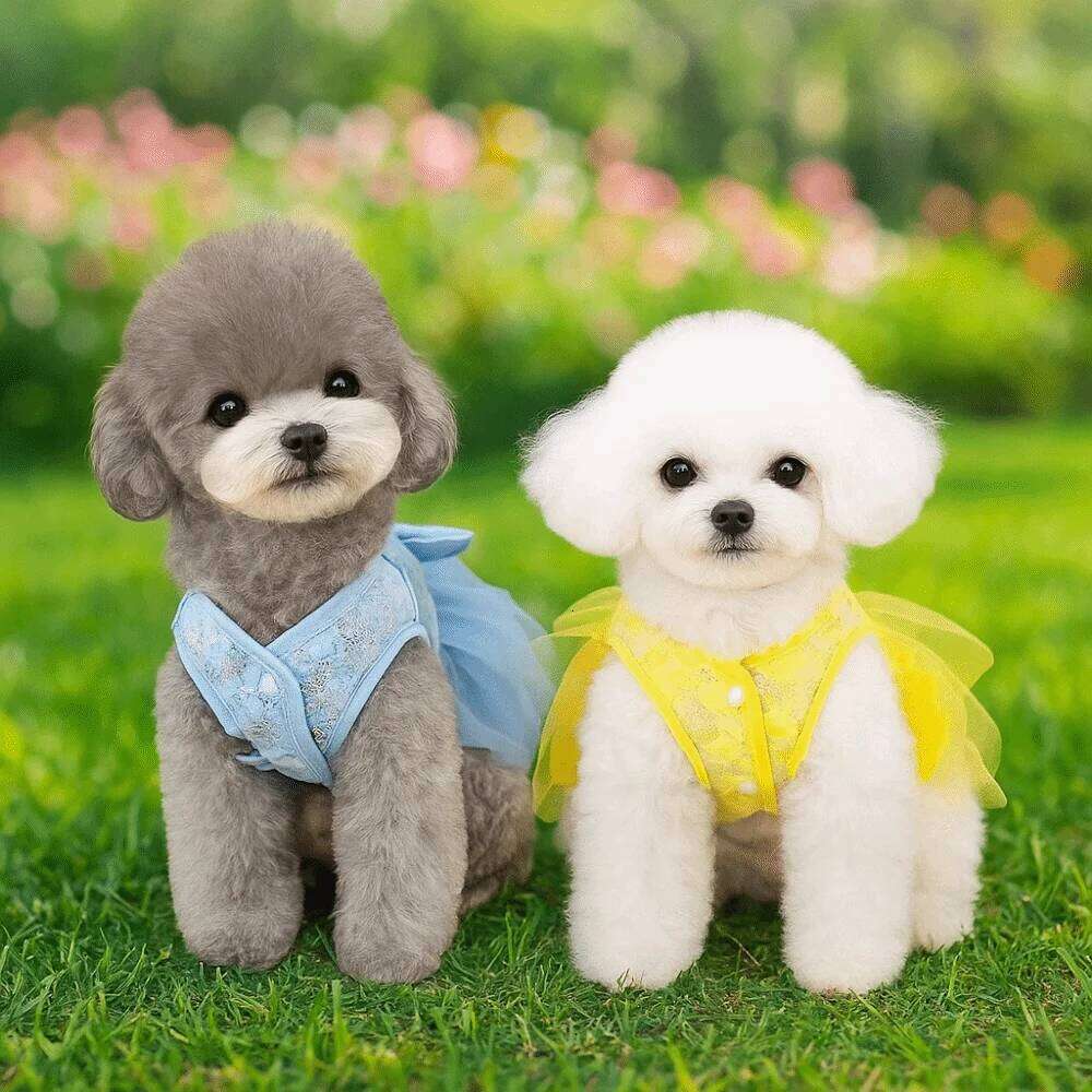 Comfortable Sweet Summer Pet Princess Skirt Soft Breathable Dress Cute Thin Design Dog Vest Harness Spring H260130