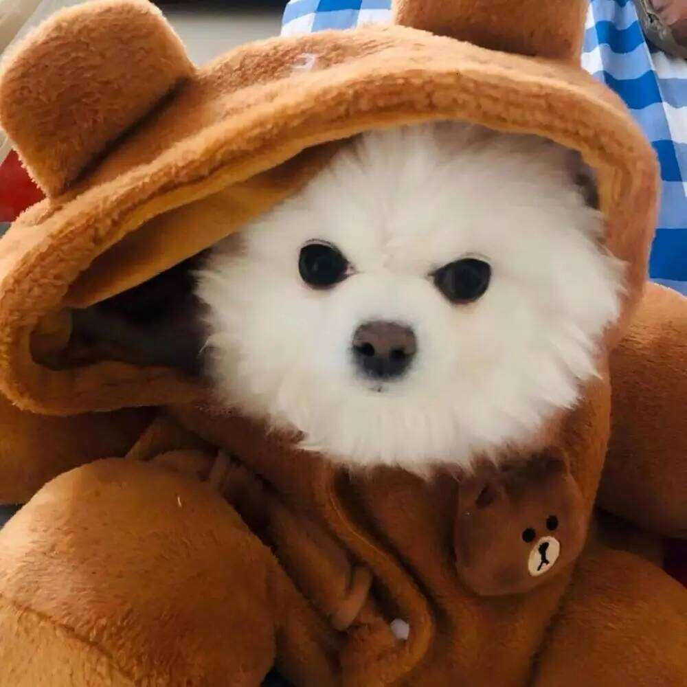 Cozy Plush Dog Purse Carrier with Secure Harness Clip Dogs Tote Bag for Small Puppy Up to 14.5 LBS Soft Sided Folding Washable B 26H0130