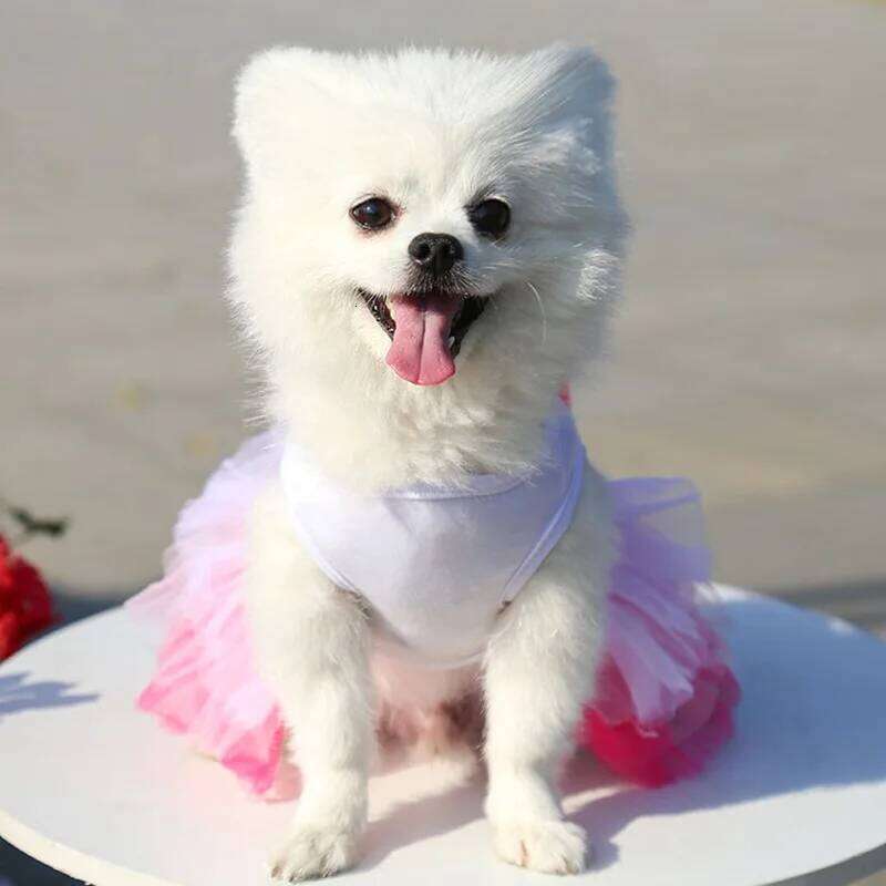 Sweet Princess for Small Dogs Spring Autumn Summer Puppy Lace Tutu Chihuahua Skirt Pet Apparel Dog Dress H260129