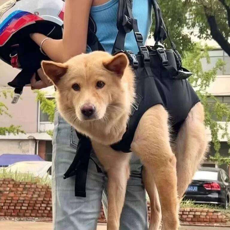 Pet Travel Backpack3 sizes Shoulder Outdoor Hiking Walking Durable Comfortable Oxford Fabric Dog/Cat Carrier 26H0130