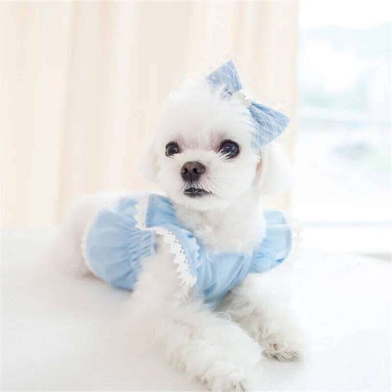 Spring Lace Wrinkle Elastic Blue Dress Teddy Bear Pet Supplies Dog Dresses for Small Dogs Puppy Clothes H260129