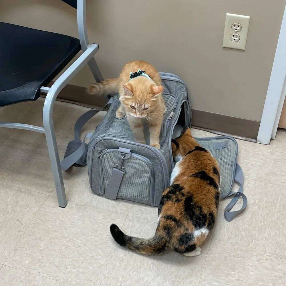 Portable Foldable Pet Dog Cat Carrier Small Medium Cats Dogs Ventilated Mesh Design for Travel & Outdoor Adventure 26H0130