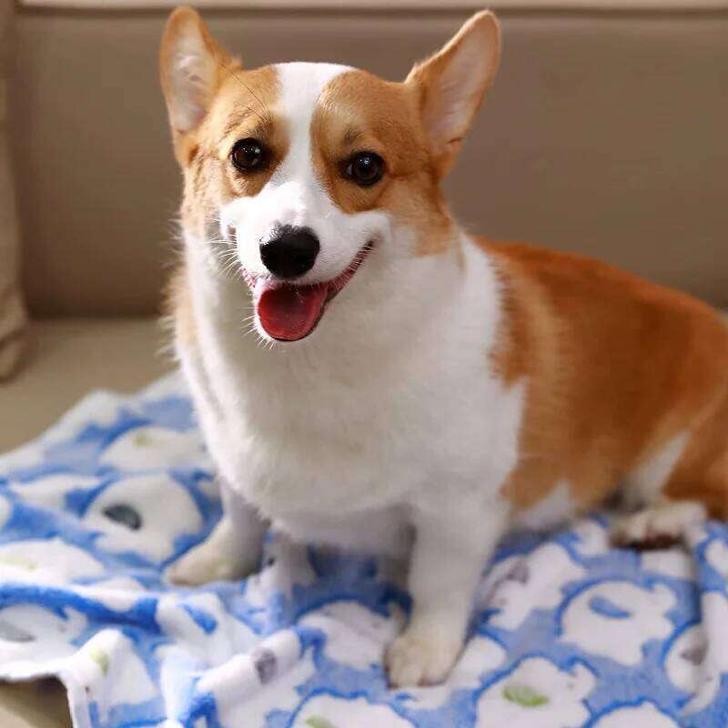 EFF Soft Fluffy High Quality Flannel Sleeping Paw Print Pattern Pet Mat Warm Comfortable Blanket For Cat Dog 26W01130