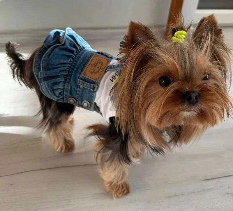 Small Dog Clothes Costume Denim Jeans Dress Cat Puppy Pet Skirt Yorkshire Pomeranian Shih Tzu Maltese Doggie Clothing Dresses H260130