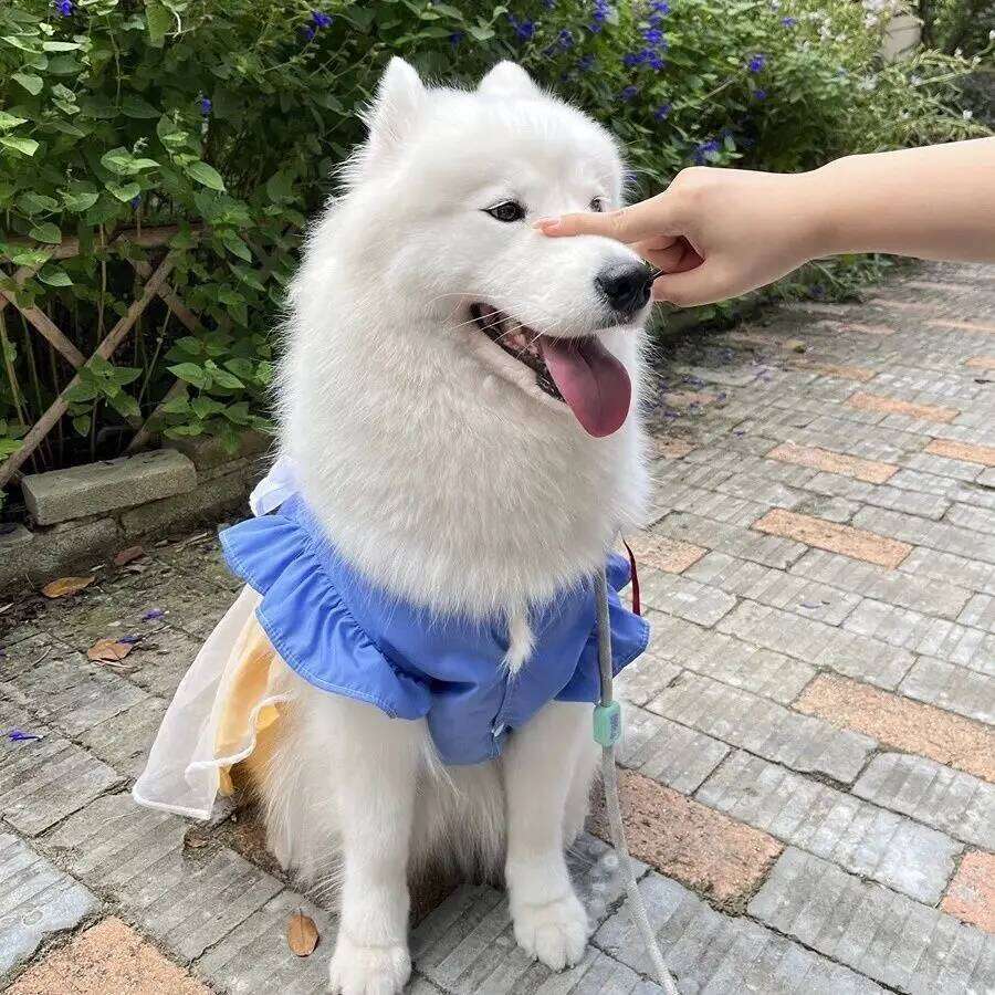 Lovely Pet Dog Clothes Fashion Yellow Blue Strap Mesh Princess Dresses For Medium Large Dogs Samoye Party Dog's Dress Home Wear H260130