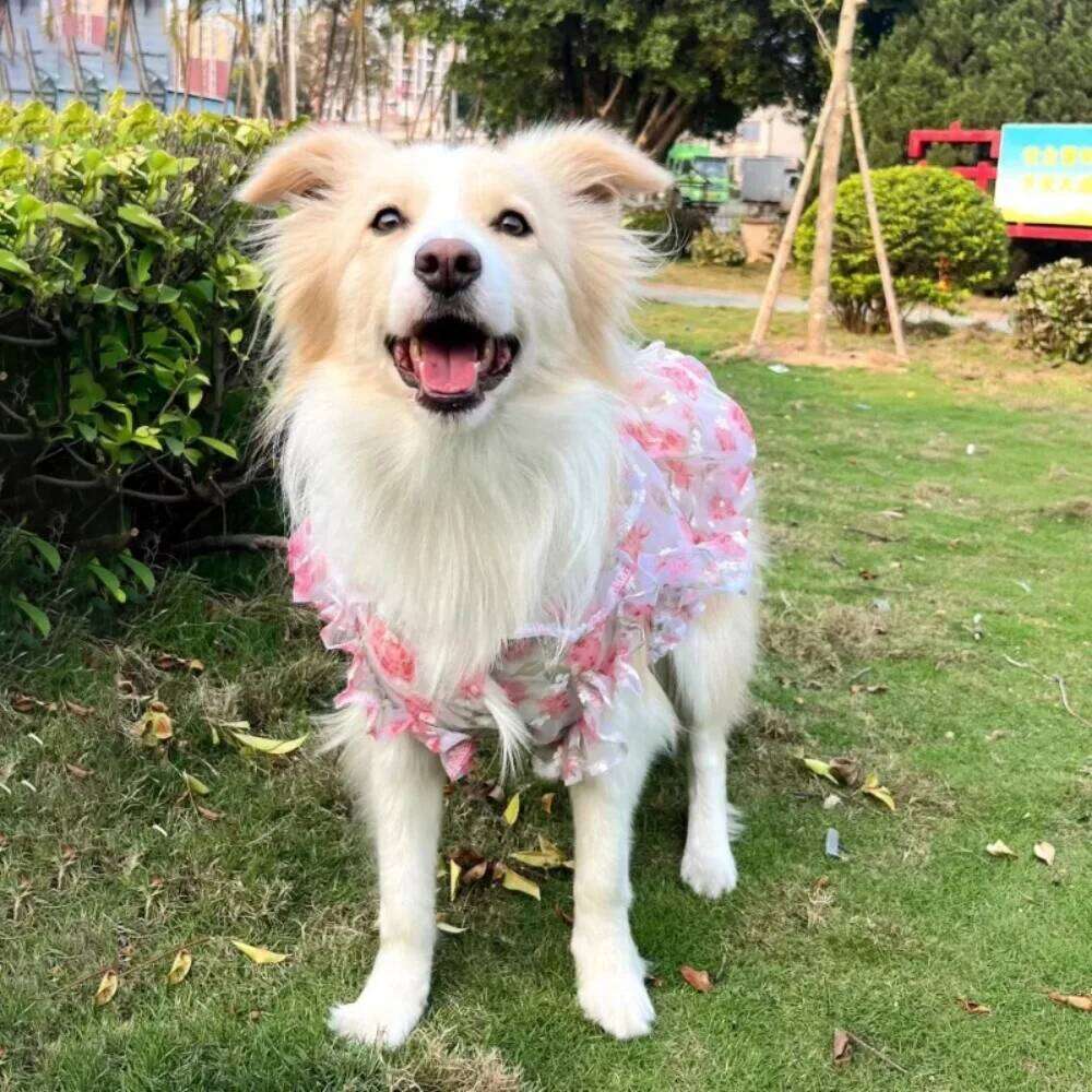Large Dog Dresses,Lace Floral Design with Breatheable Innder Mesh,Stylish Skirts For Big Breeds,5XL dropshipping available H260129