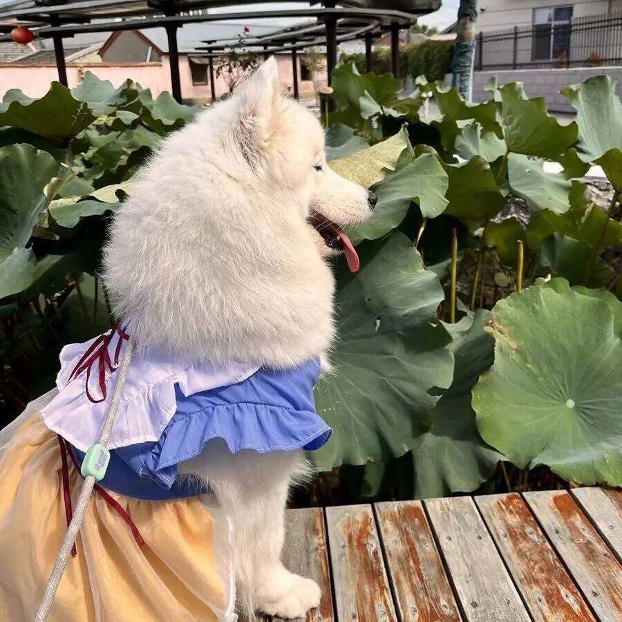 Lovely Pet Dog Clothes Fashion Yellow Blue Strap Mesh Princess Dresses For Medium Large Dogs Samoye Party Dog's Dress Home Wear H260130