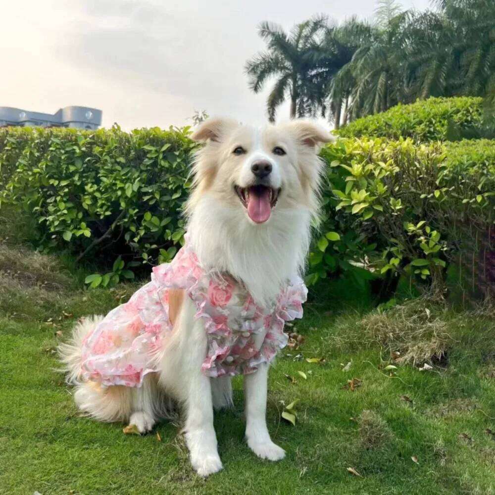 Large Dog Dresses,Lace Floral Design with Breatheable Innder Mesh,Stylish Skirts For Big Breeds,5XL dropshipping available H260129