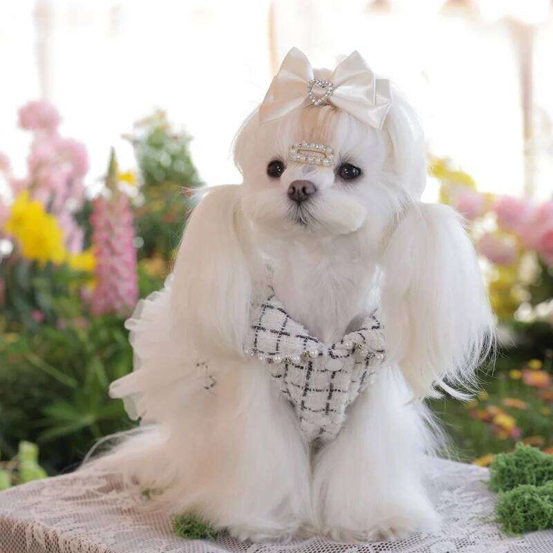 lace Pet formal dress Tulle Flared Tutu Skirt dog Birthday Party Dress & Holiday Gown pet clothes H260129