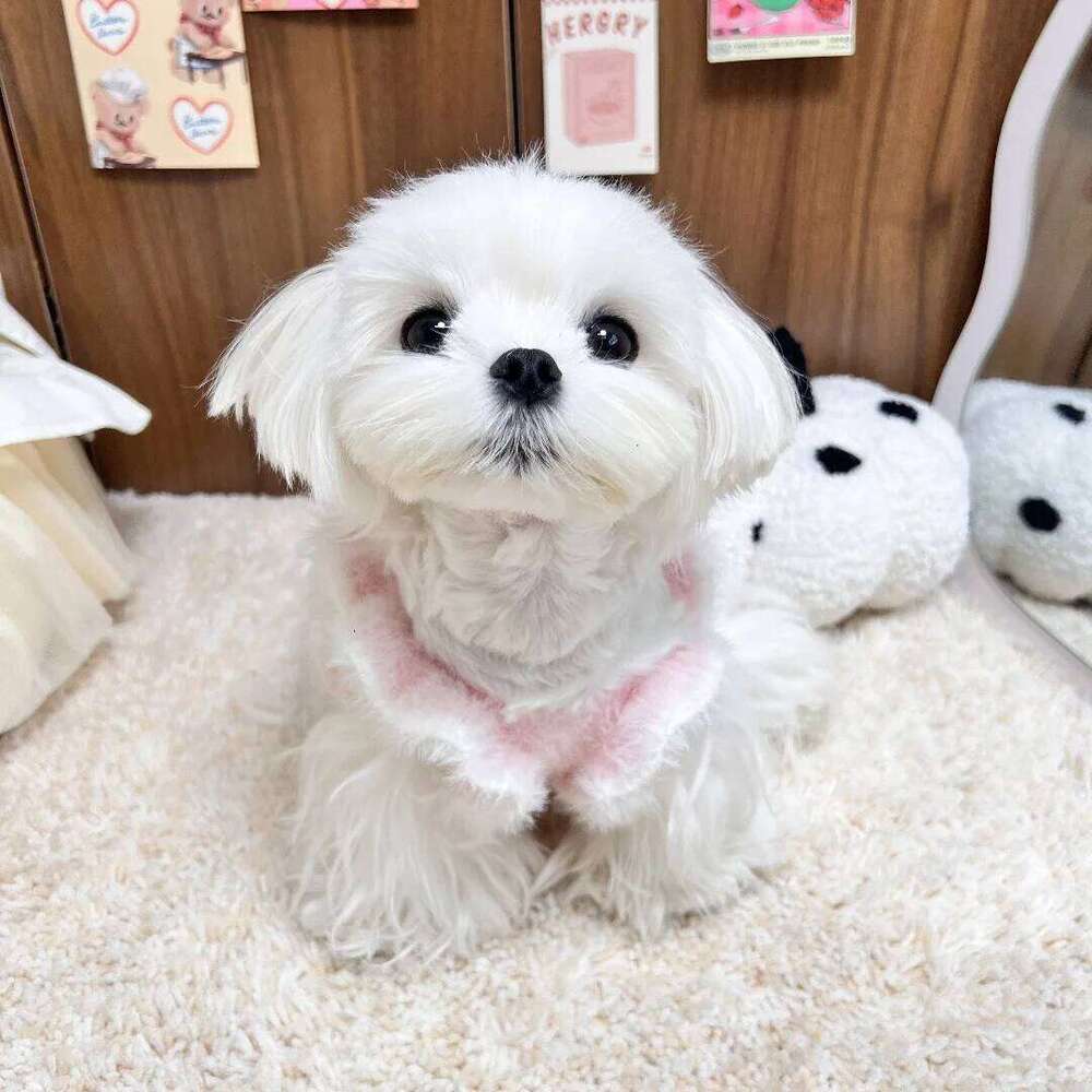 Autumn Winter Pet Knitted Warm Sweater Dress With Puff For Small Dogs & Cats Yorkshire Plush Lined Skirt H260130