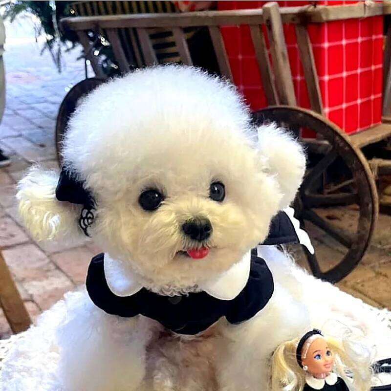 Puppy Couple Outfits Collared Clothes Teddy Winter Warmth Cotton Coat Bichon Pretty Dress Female Dog Down Jacket H260130