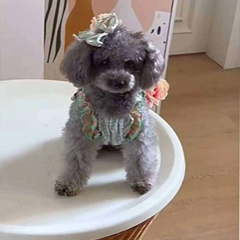 Comfortable Cute Plaid Lace Vest Fashion Soft Pet Summer Princess Skirt Breathable Cat Dress for Puppy Kittens H260130