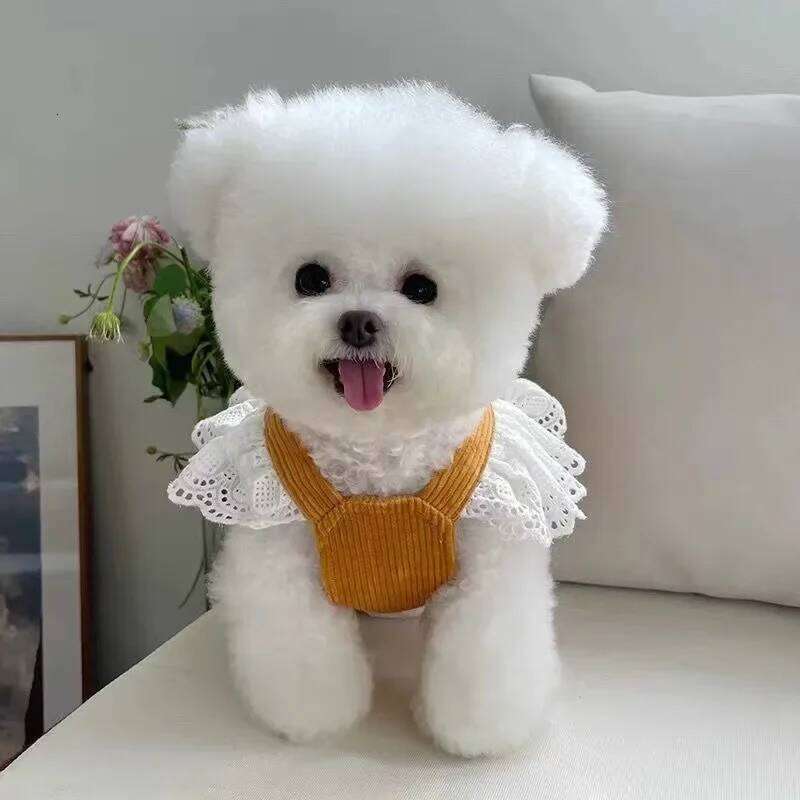 Pet Big Bow Clothing Autumn/Winter Corduroy Pumpkin Pulling Buckle Teddy Fashion Lace Skirt Puppy Dresses for Small Dog H260130