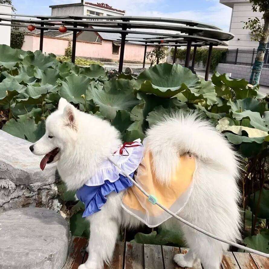 Lovely Pet Dog Clothes Fashion Yellow Blue Strap Mesh Princess Dresses For Medium Large Dogs Samoye Party Dog's Dress Home Wear H260130