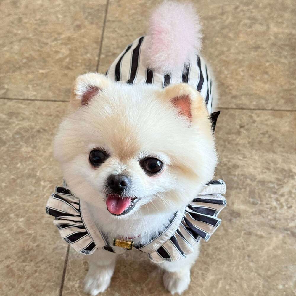 Korean Version of the Pet Dress Summer Teddy Hepburn Style Princess Skirt Classic Vertical Stripes Puppy Clothes H260129