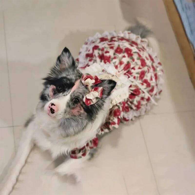 Large Pet Dress Tutu Summer Big Dog Clothing Corgi Shiba Inu Border Collie Samoyed Husky Labrador Golden Retriever Clothes H260129