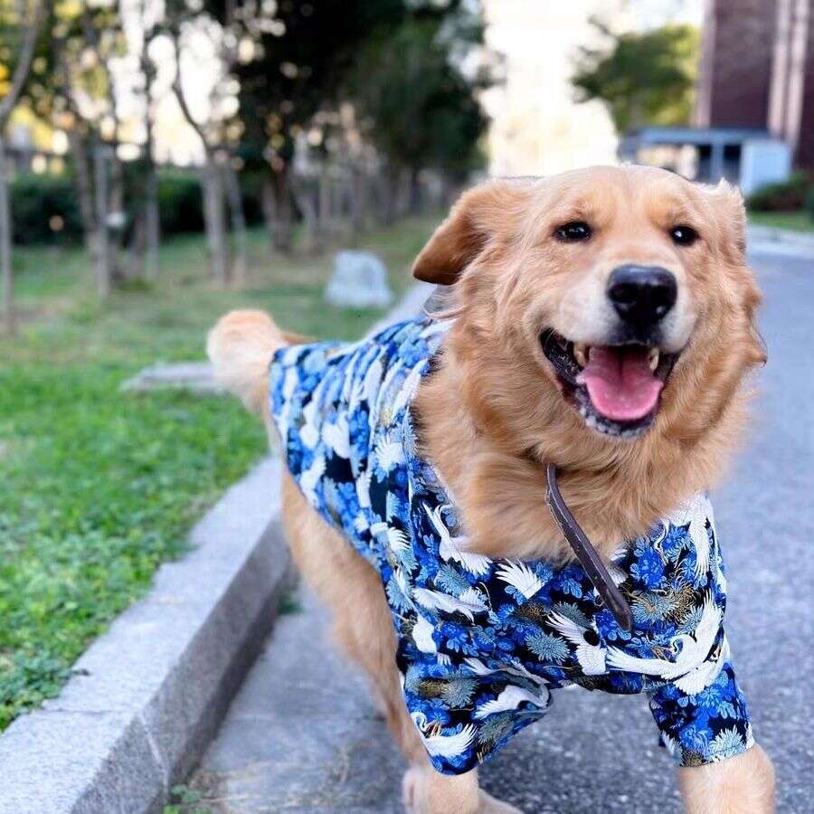 Dog Clothes In Chinese Style Large Dogs, Autumn And Winter Pet Shirt For Labrador, Golden Retriever, Border Collie, Tang Suit Hanfu, Pure Cotton