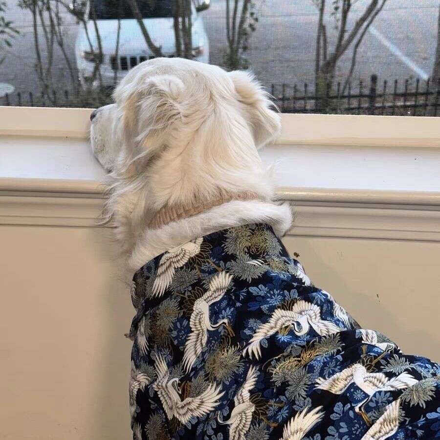 Dog Clothes In Chinese Style Large Dogs, Autumn And Winter Pet Shirt For Labrador, Golden Retriever, Border Collie, Tang Suit Hanfu, Pure Cotton