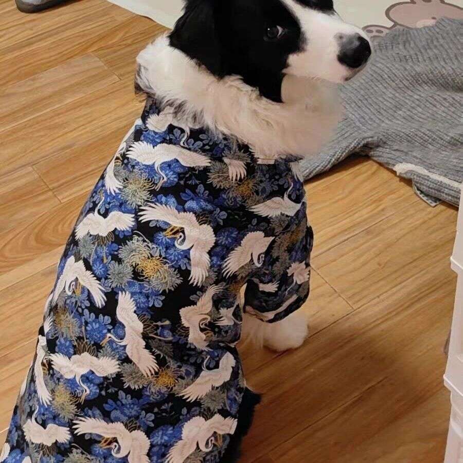 Dog Clothes In Chinese Style Large Dogs, Autumn And Winter Pet Shirt For Labrador, Golden Retriever, Border Collie, Tang Suit Hanfu, Pure Cotton