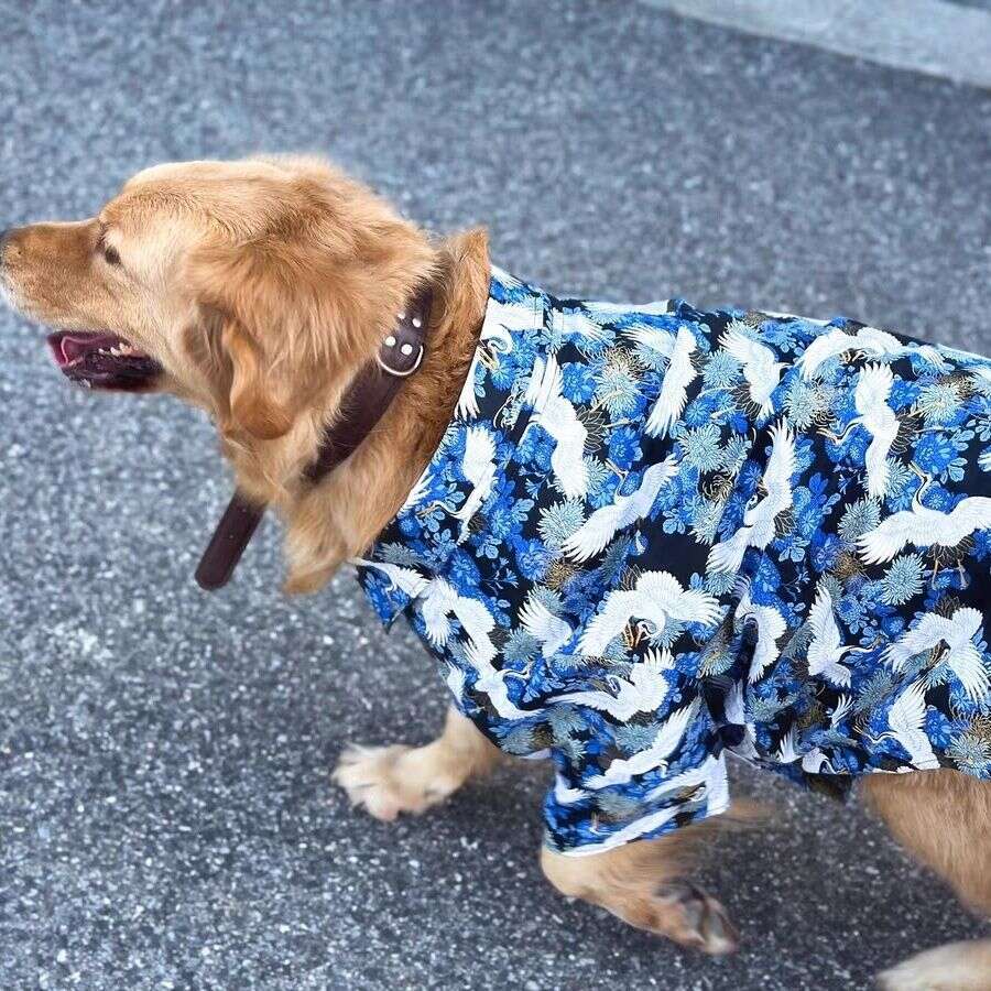 Dog Clothes In Chinese Style Large Dogs, Autumn And Winter Pet Shirt For Labrador, Golden Retriever, Border Collie, Tang Suit Hanfu, Pure Cotton