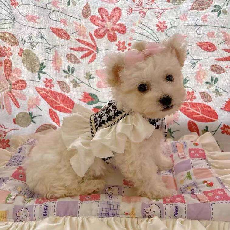 Pet Supplies Pet Dog Harness Leash Set Houndstooth Print Comfortable Vest Cat Collar Everyday Outfits for Small Dogs Summer Thin Pet Clothing for Outd