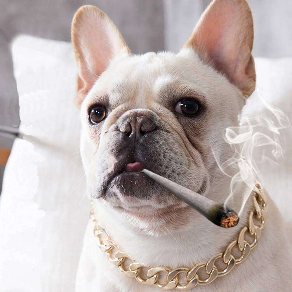 Luxury Gold Pet Necklace Dog Chain Choker For Pitbull Teddy French Bulldog Metal Collar Pets Jewelry Products 26Y0301