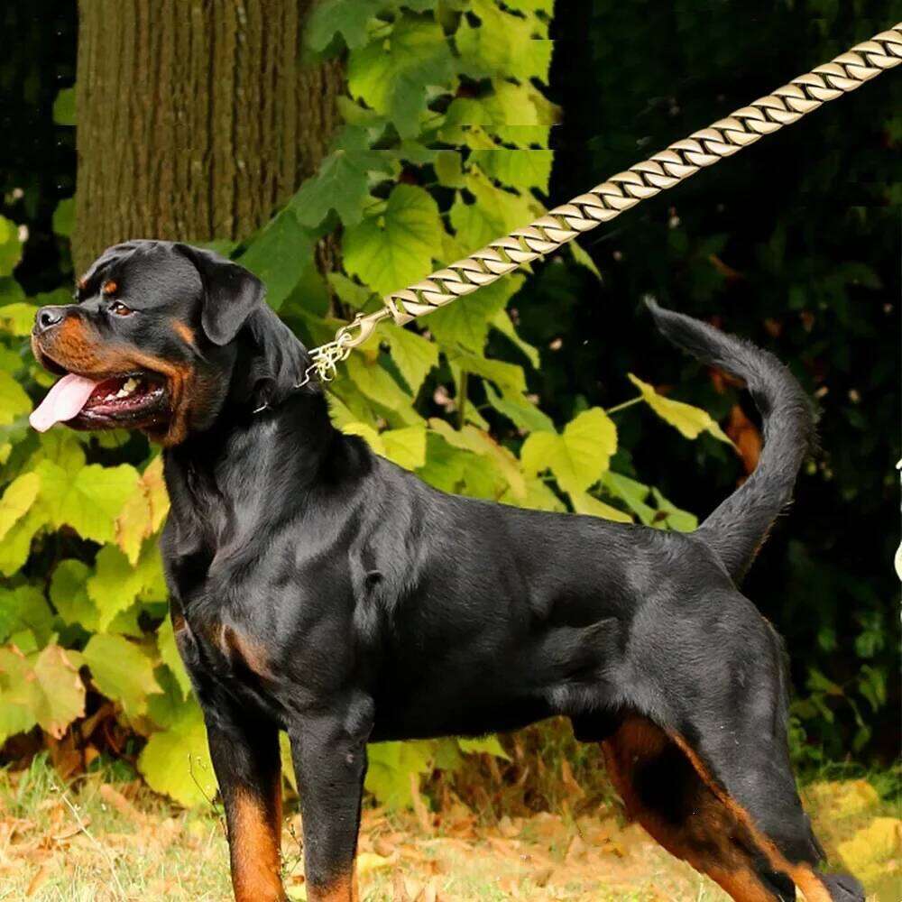 Stainless Steel Pet Lead Traction Super Strong Gold Chain 32Mm 19Mm Bulldog Pitbull Large Dog Collar Leash Bamubi