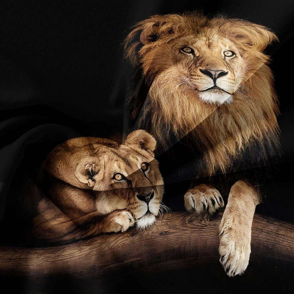 Soft Comforter Quilt 3D Print Bedding Sets - 3pcs Lions Printed Duvet Cover Set for Bedroom Guest Room H260311