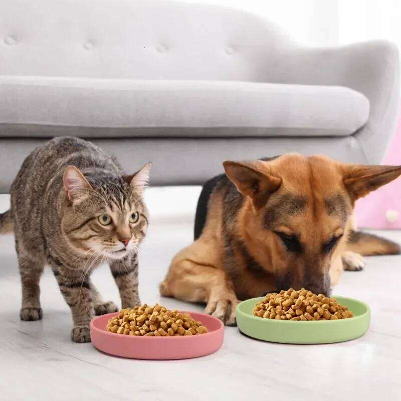Feeding Outgoing Accessories Drinking Water Silicone Cat Dog Bowl Pet Supplies 26Y0312