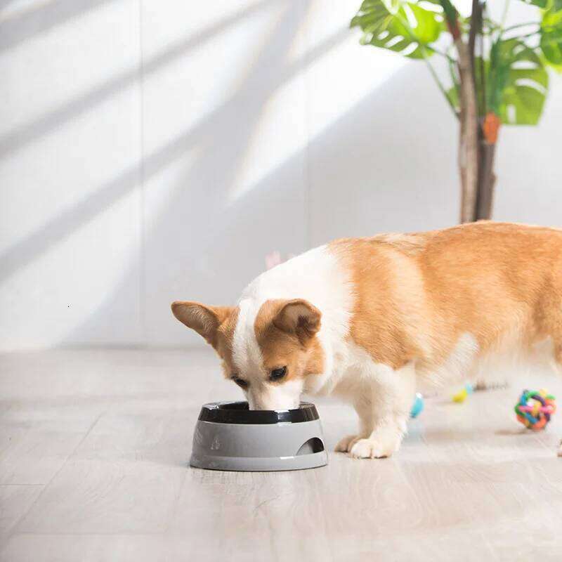 Pet Bowls Floating Not Wetting Mouth Cat No Spill Drinking Water Feeder Plastic Portable Dog Bowl dog accessories 26Y0312