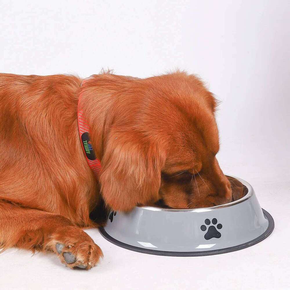 Stainless steel anti-tipping cat capacity bowls medium and large size dog food bowls pet supplies 26Y0312