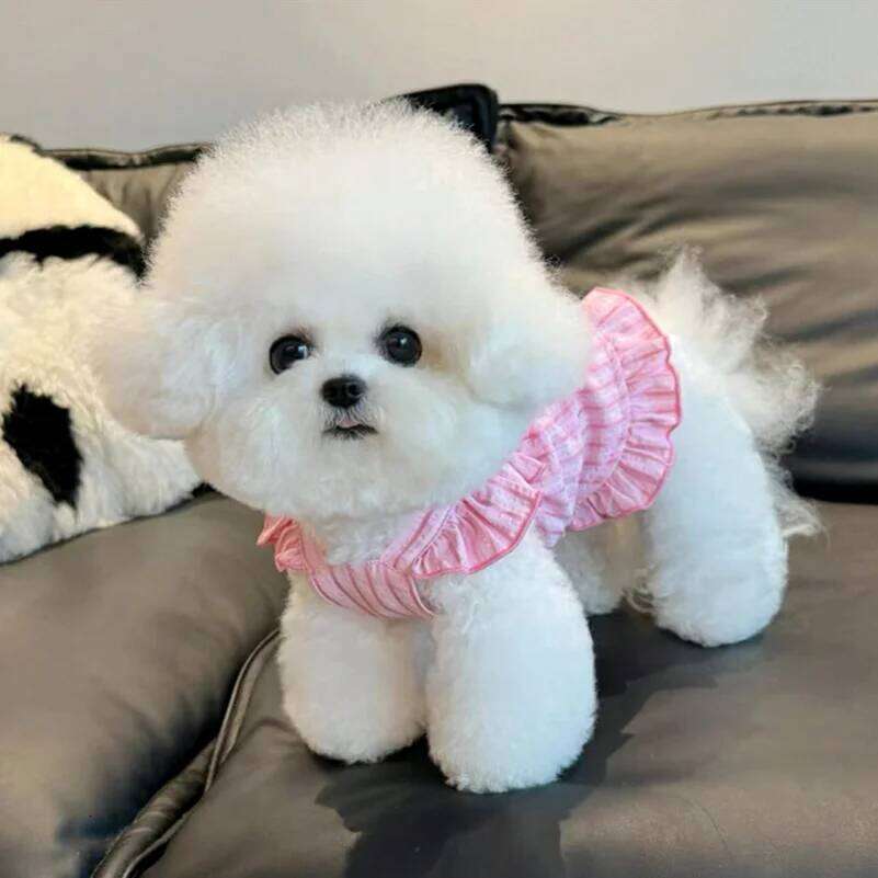 Princess Skirt Thin Summer Teddy Bichon Pomeranian Schnauzer Clothes Pet Cats Dress for Small Dog