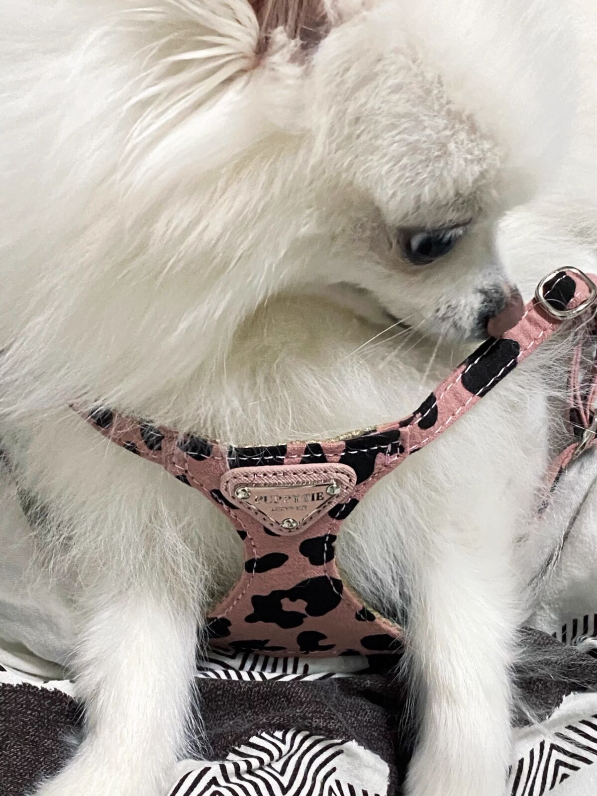 Pet Clothing Cow Pattern Triangle Nameplate Harness Set Double Hook Leash for Small and Medium Dogs Cats Outdoors Everyday Outfits Breathable Mesh Ves