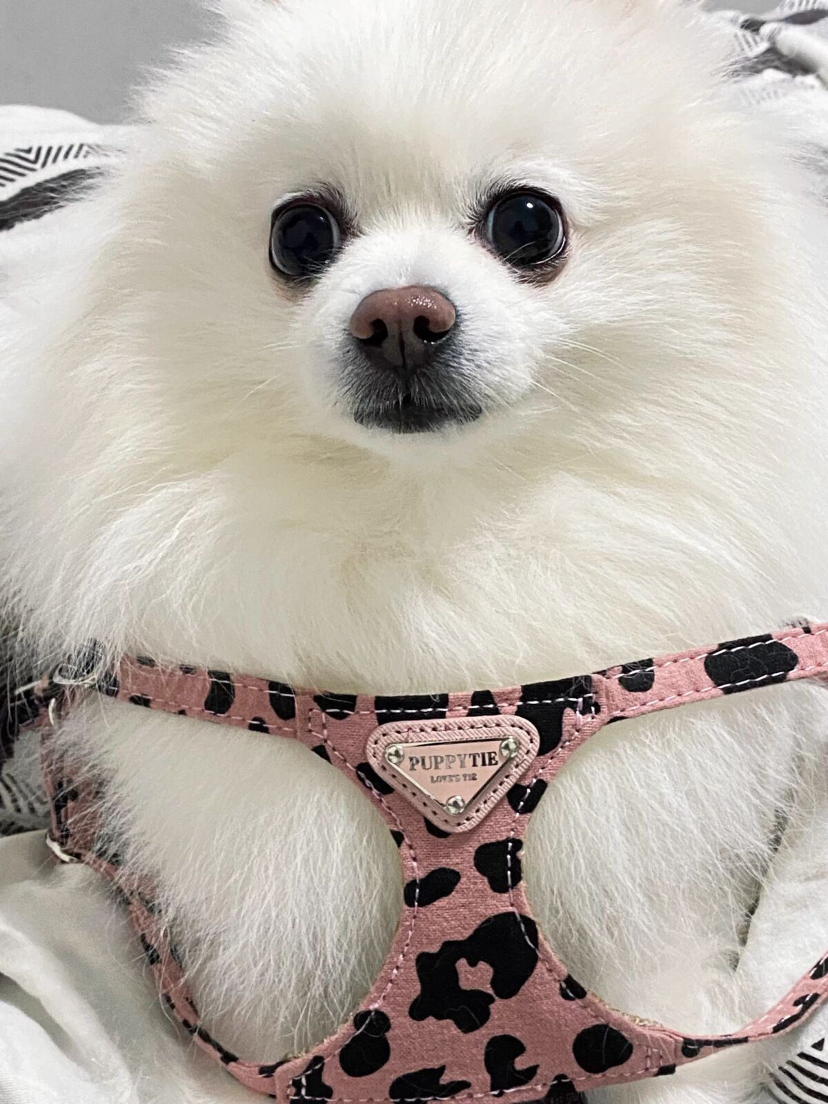 Pet Clothing Cow Pattern Triangle Nameplate Harness Set Double Hook Leash for Small and Medium Dogs Cats Outdoors Everyday Outfits Breathable Mesh Ves
